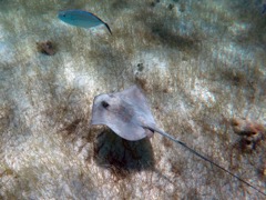Southern Stingray (with Bar Jack)